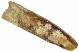 Fossil Sauropod Dinosaur (Titanosaur) Tooth - Morocco #332510-1